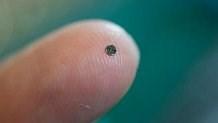 Vi chíp có kích thước vỏn vẹn 1,5mm có thể nhìn thấu tim